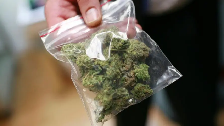 maconha