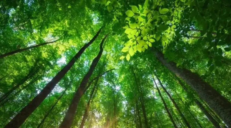 Licenciamento ambiental