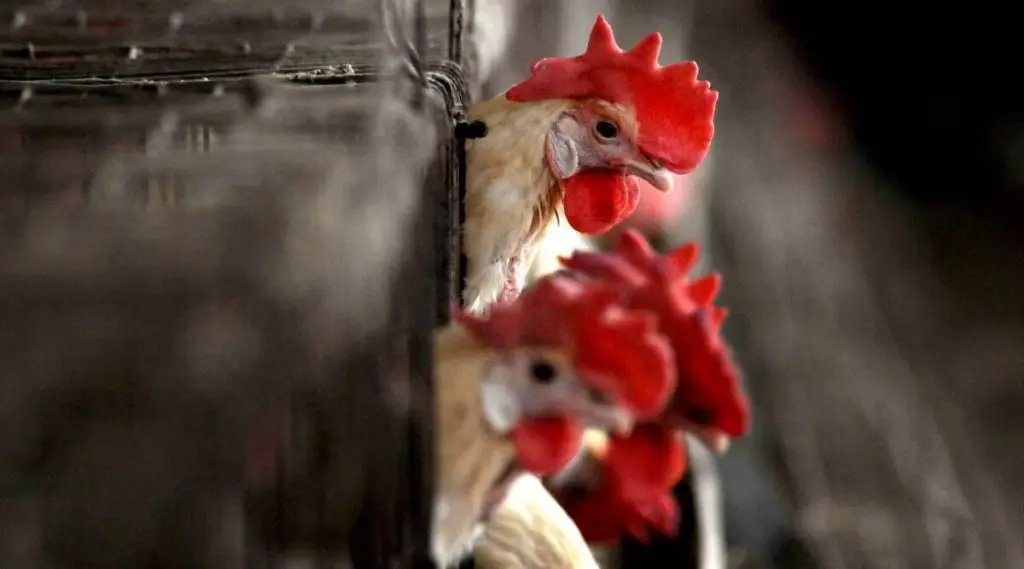 Chile gripe aviária