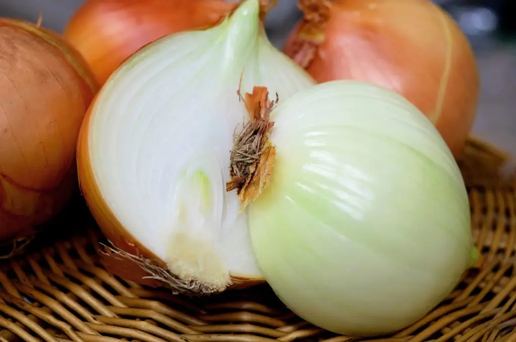 cebola