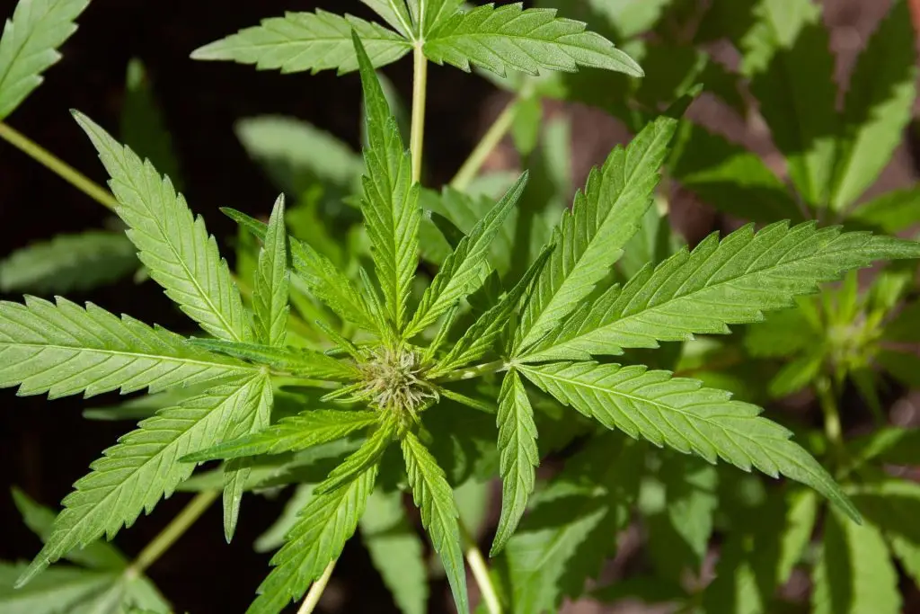 cannabis plantação
