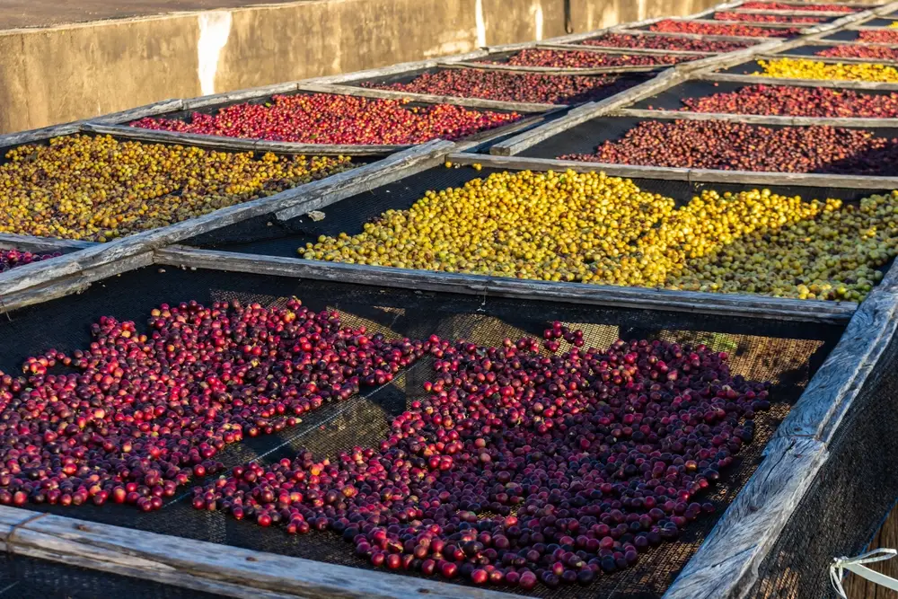 Diferentes tipos de grãos de café | Foto: Shutterstock