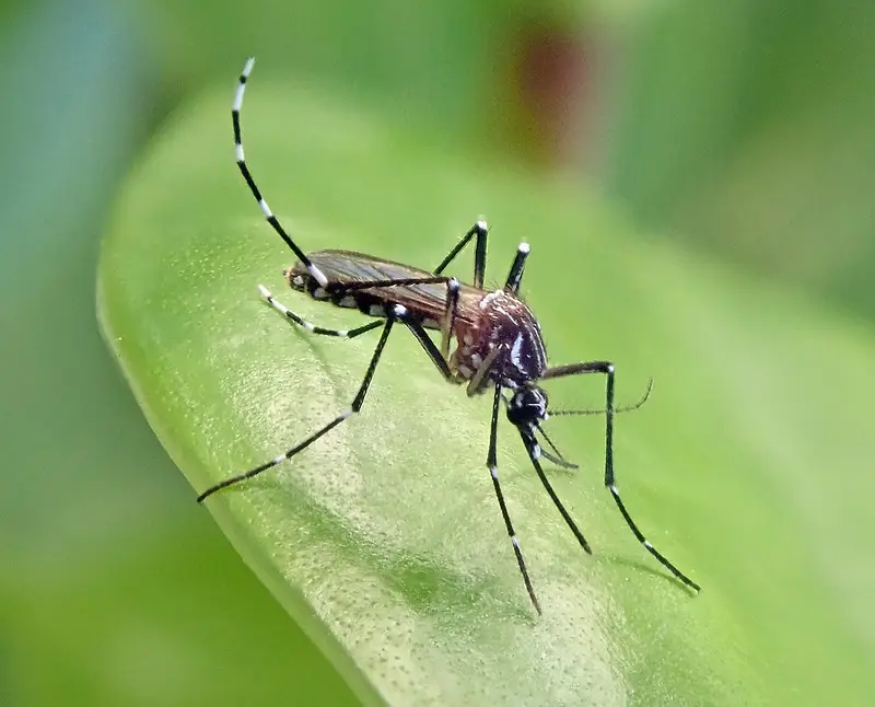Argentina bate recorde de casos de dengue