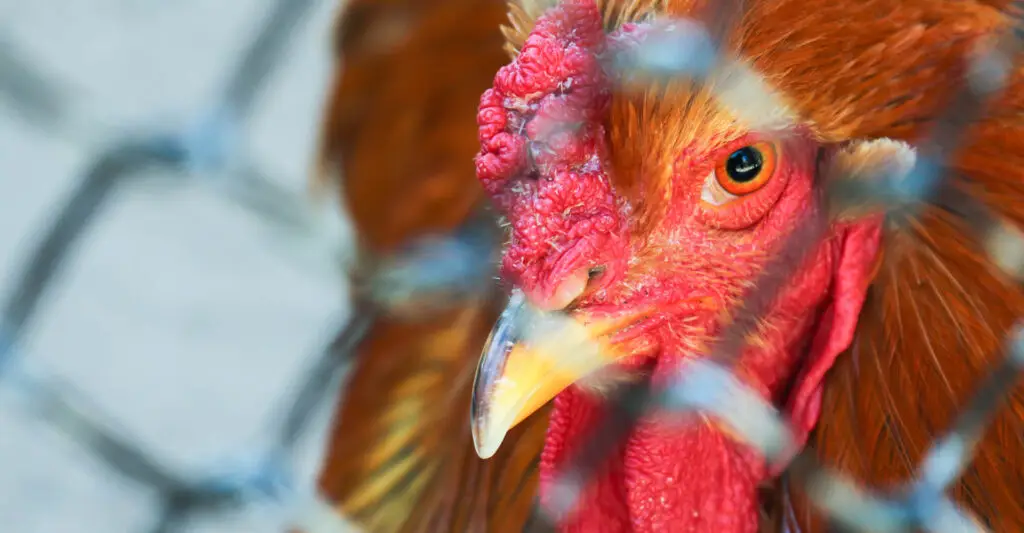 Gripe aviária aparece em várias Províncias da Argentina | Foto: Shutterstock