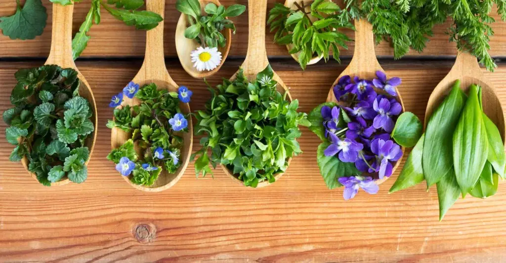 Flores e plantas comestíveis, também conhecidas como Plantas alimentícias não convencionais (PANCs)