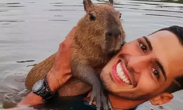 capivara filó - agenor - ibama - justiça