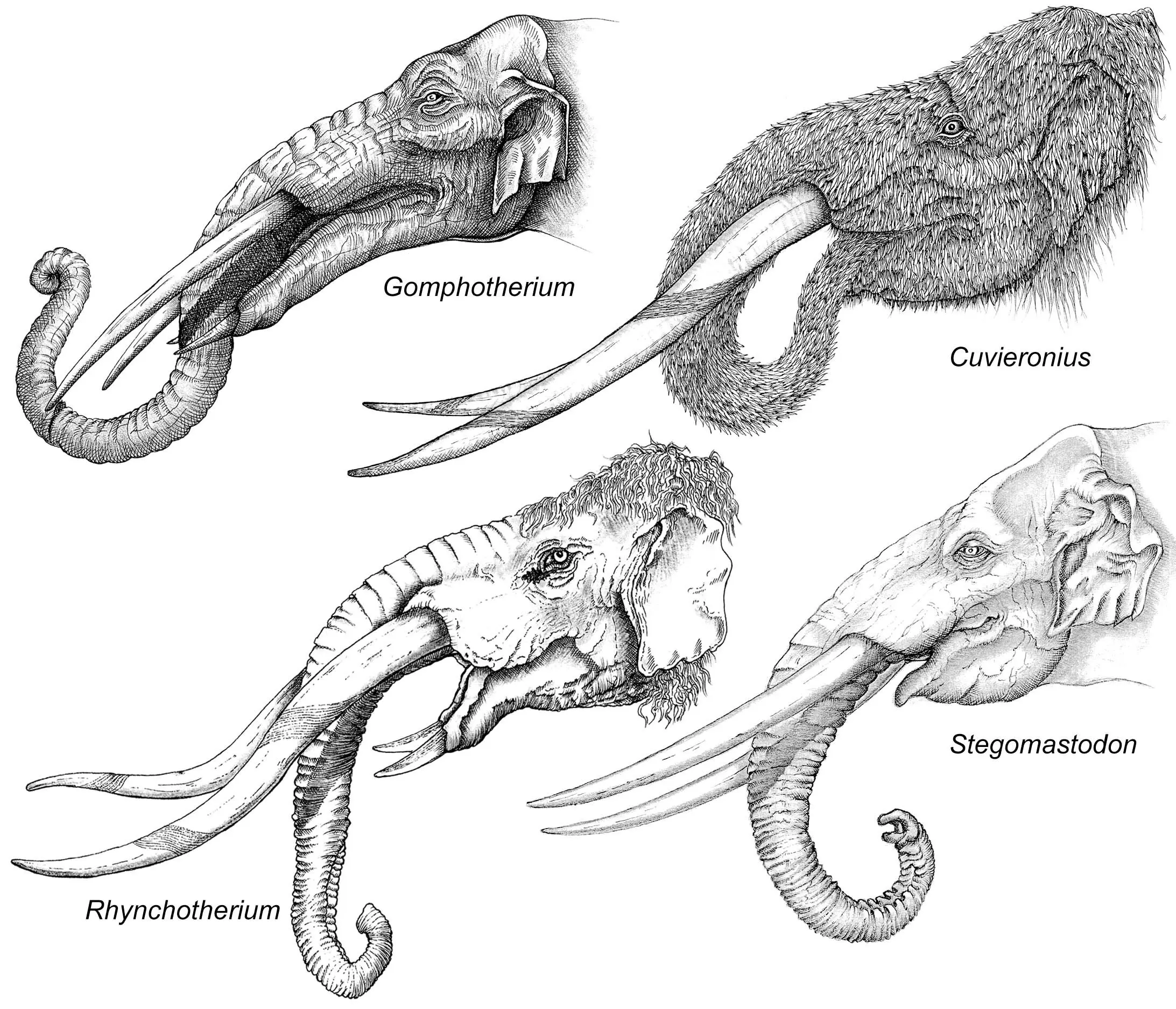 Ilustração comparativa entre o 'Gomphotherium' e outras espécies | Foto: Reprodução/Pedro Toledo