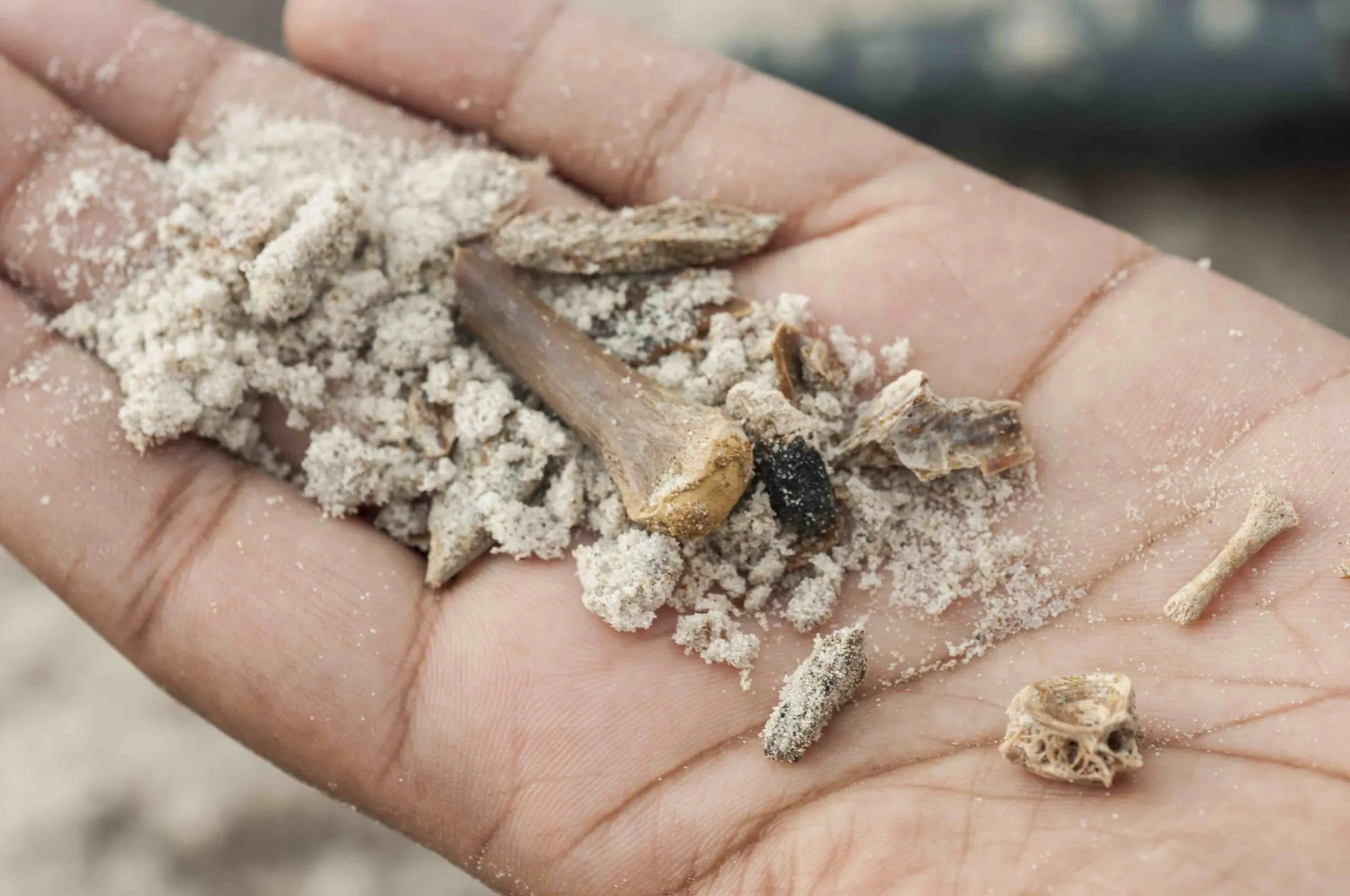 Alguns fósseis encontrados no cemitério de 5 milhões de anos | Foto: Museu da Flórida/Jeff Gage