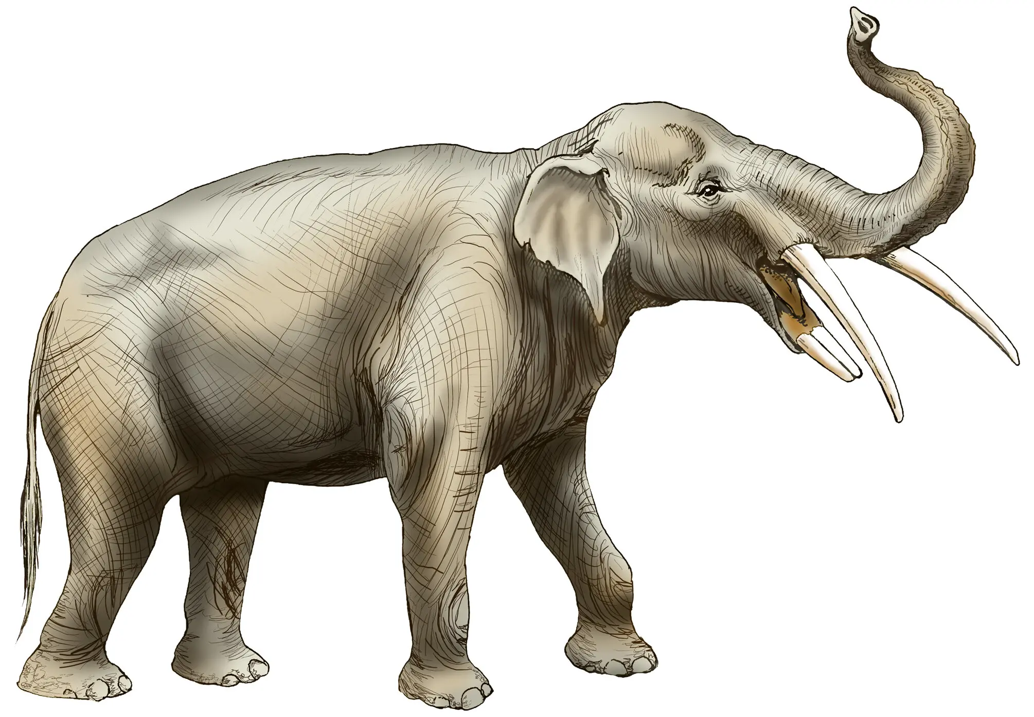 Ilustração de um elefante ' Gomphotherium' | Foto: Museu da Flórida/Merald Clark