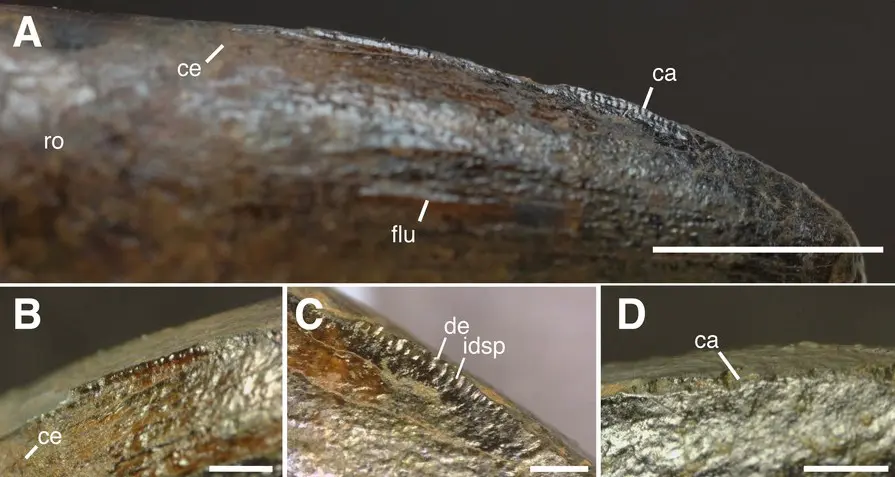 dente espinossauros