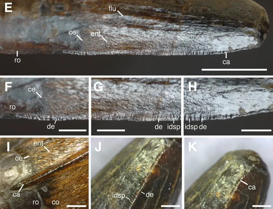 dente espinossauros