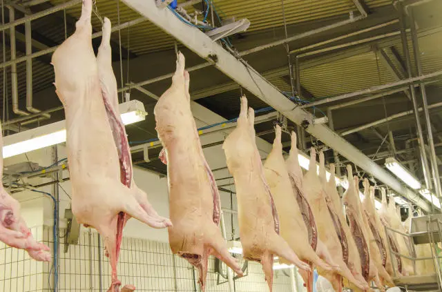 exportações carne suína