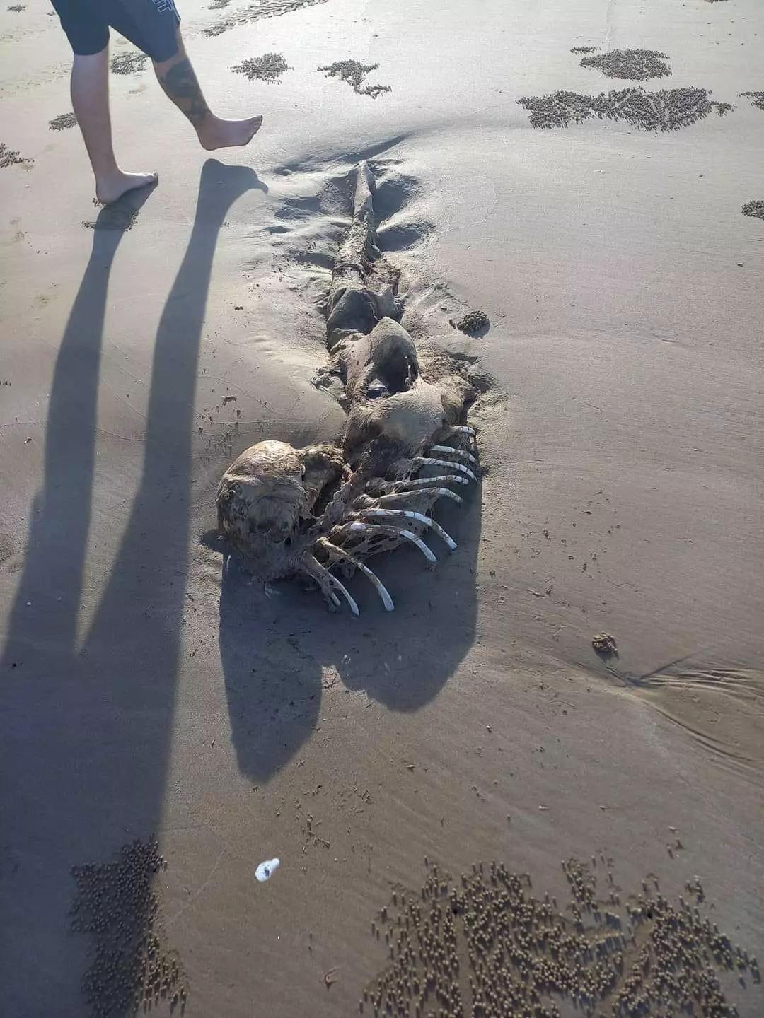 esqueleto corpo sereia