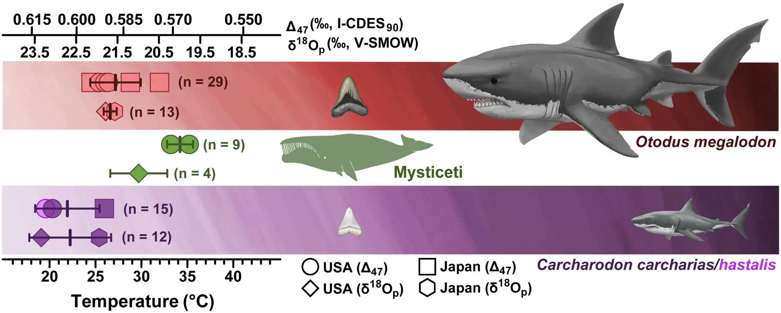 extinção megalodonte