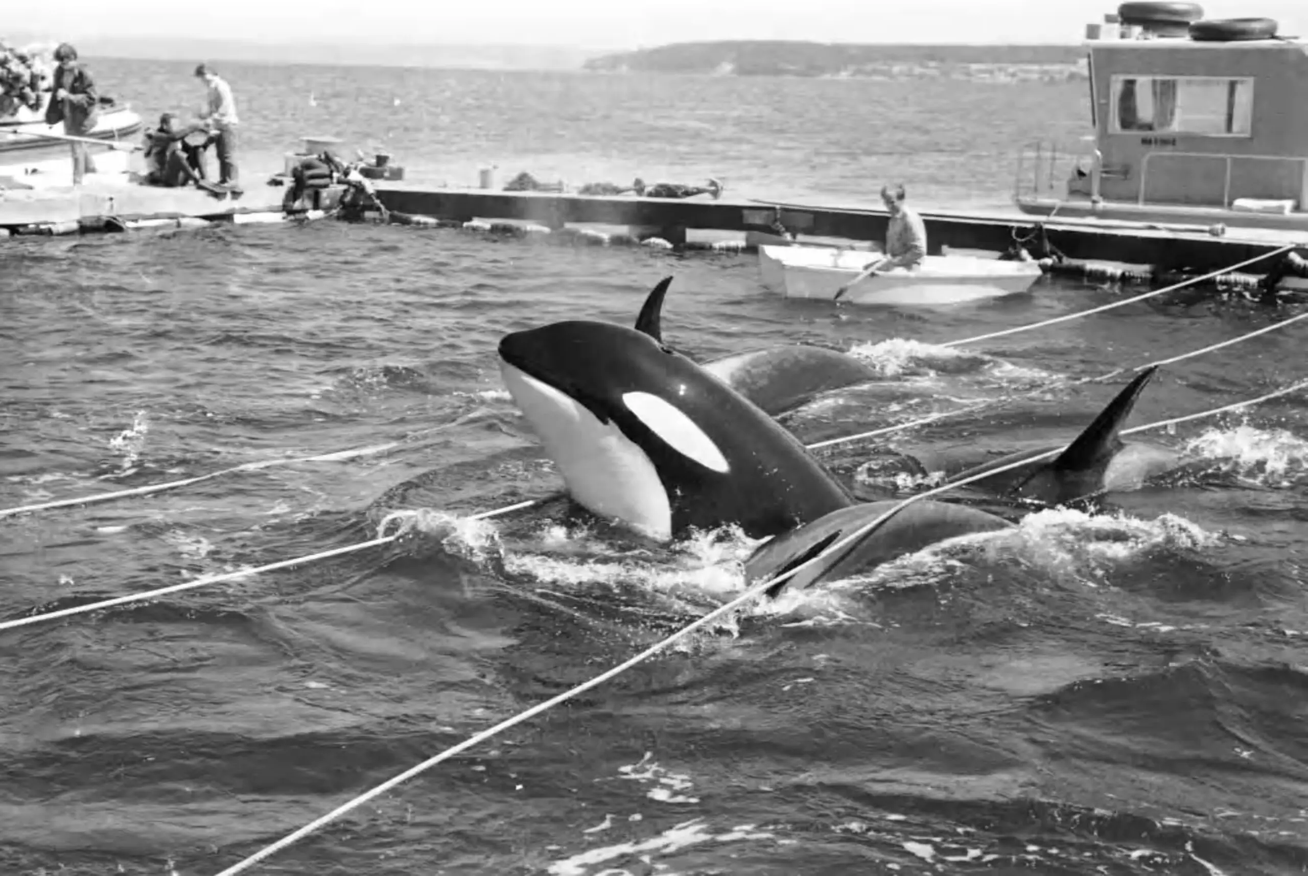 orca cativeiro