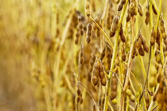 A Força do Agro