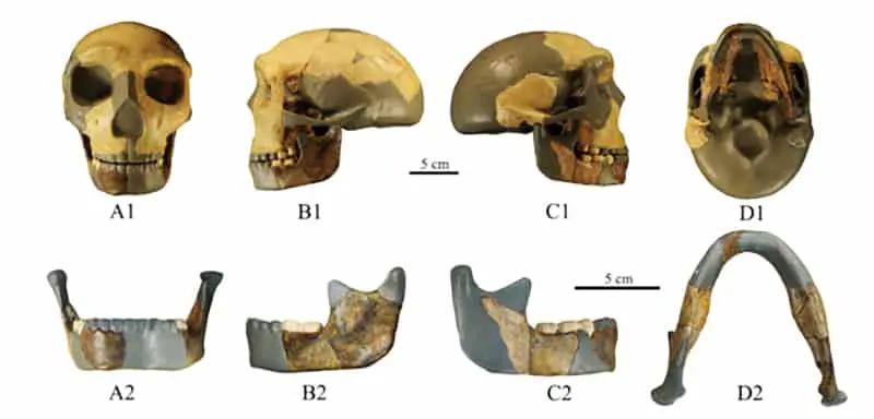 fóssil hominídeo