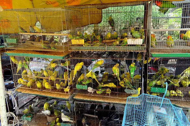 pet shops