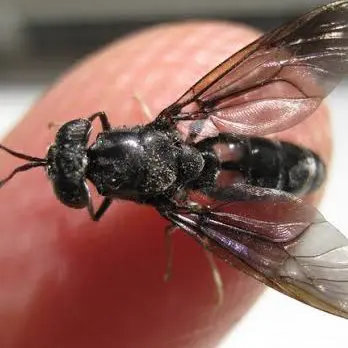 salsicha extrato mosca