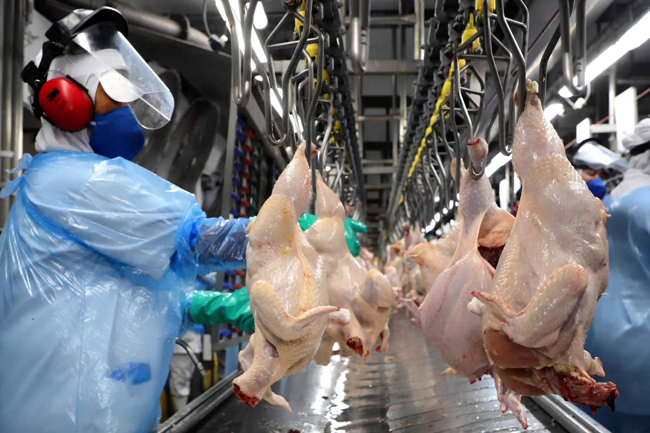 Avicultura carne de frango
