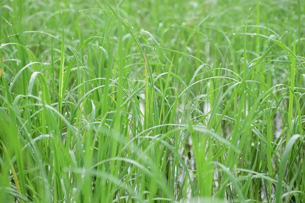 arroz Índia inflação exportação