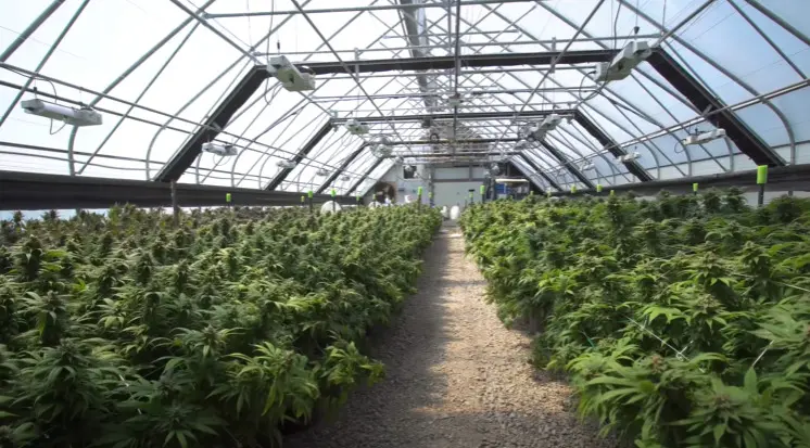 ovelhas maconha