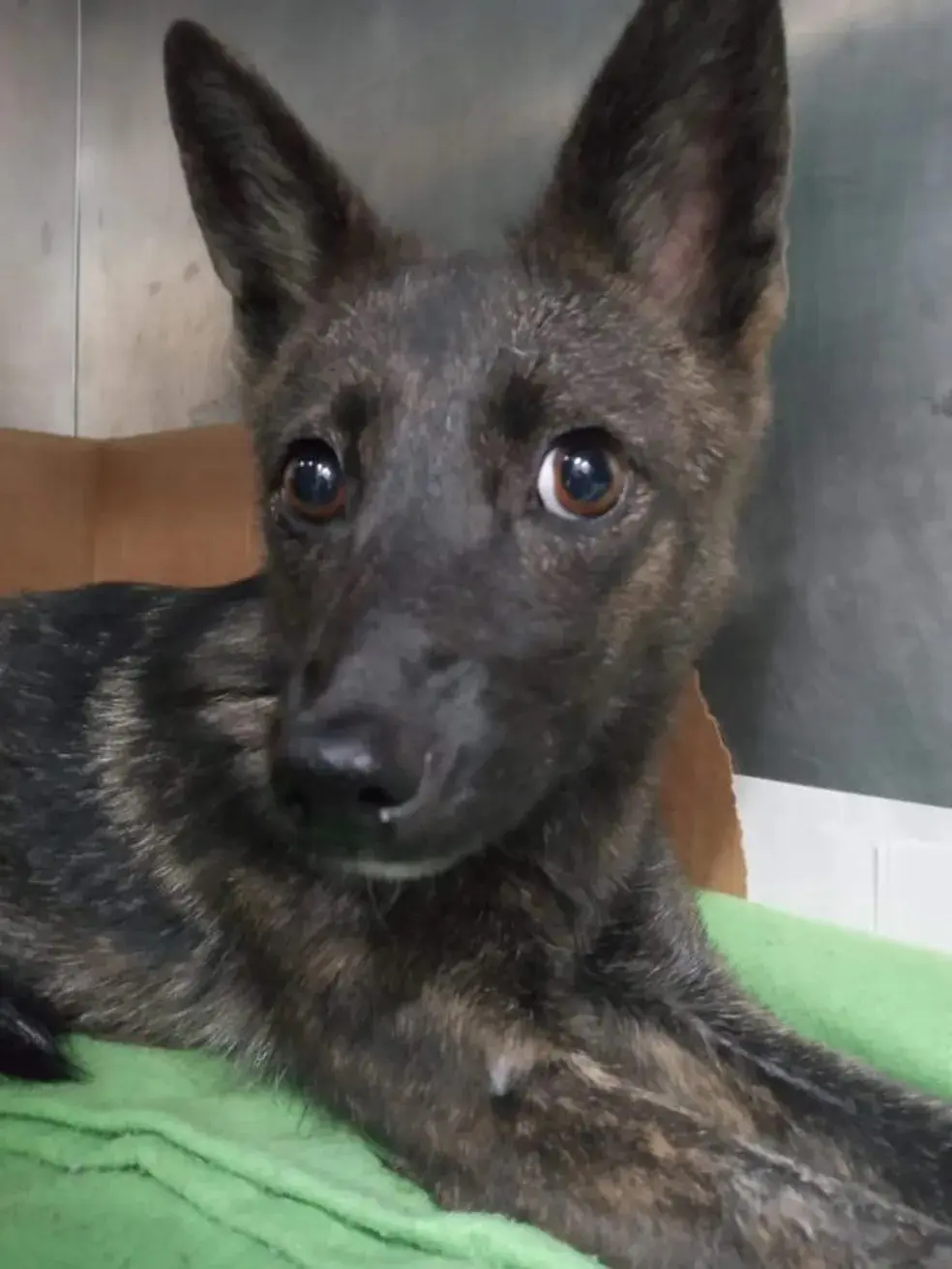 híbrido cachorro raposa rs