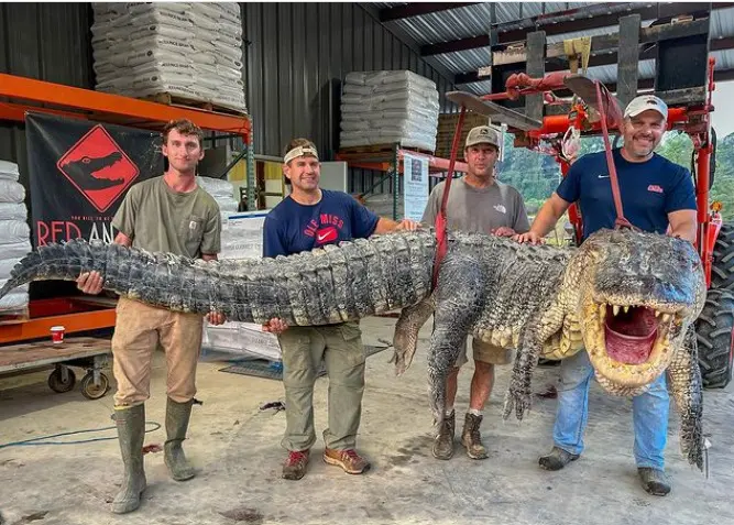 jacaré 364 kg 3.jpg