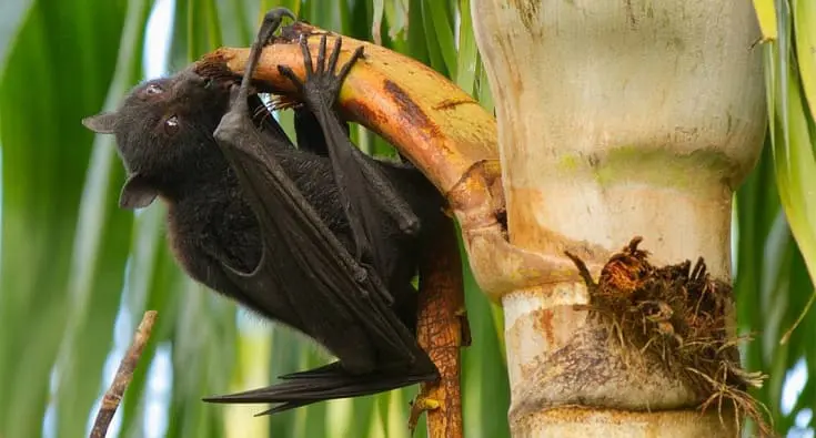 Nipah vírus Índia