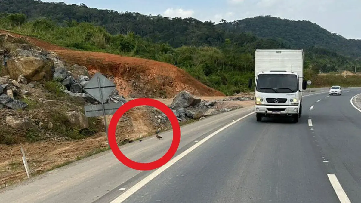 patos rodovia