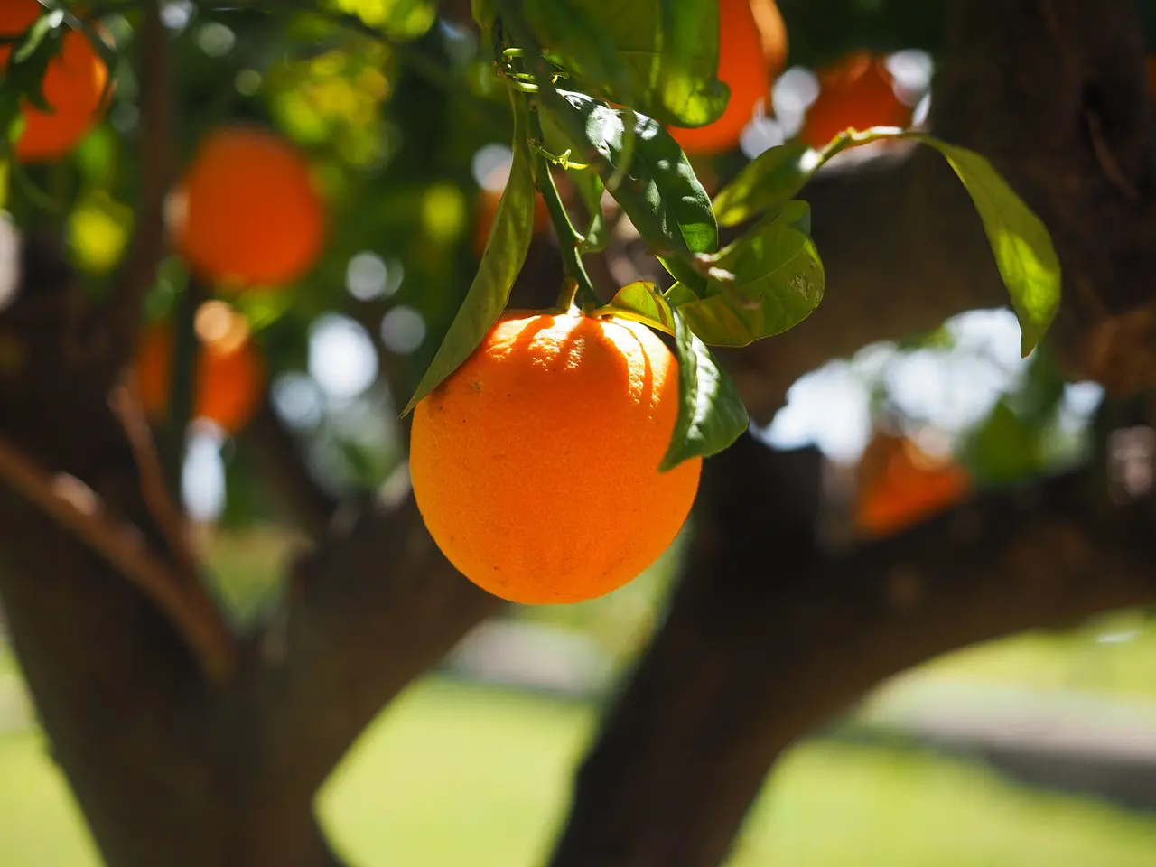 Laranja