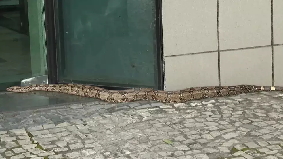 cobra vitória2