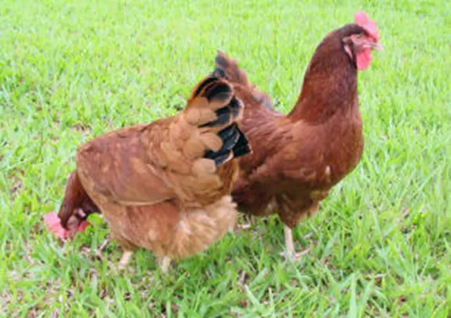 Frango produção