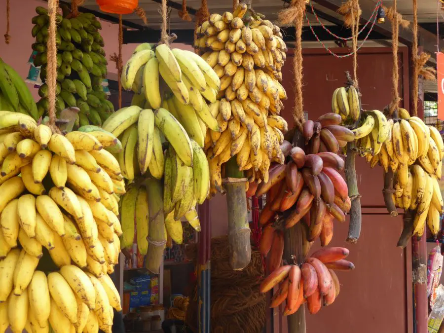 Argentina bananeiros