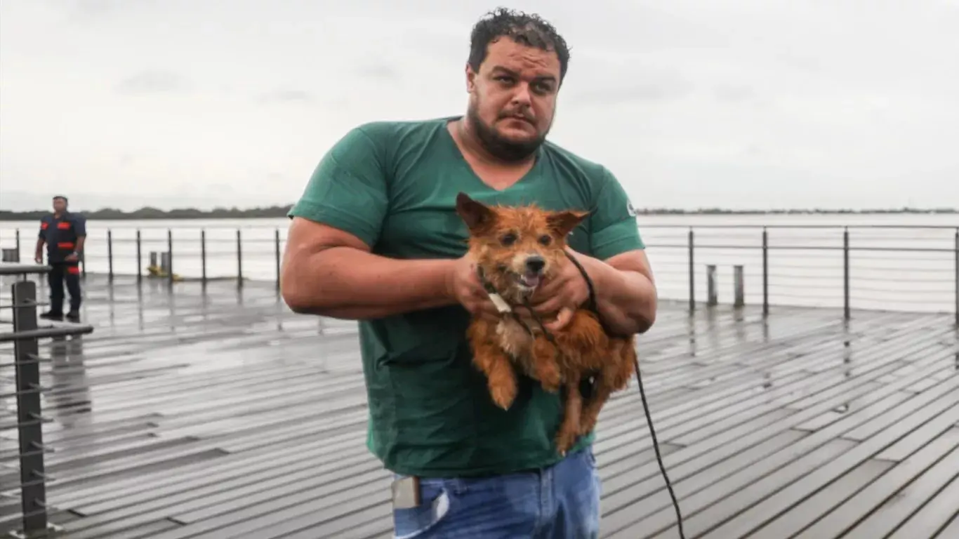 enchentes animais sul resgate