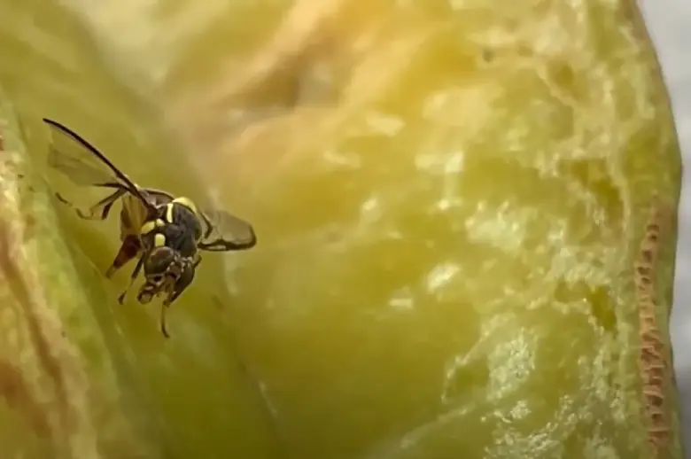 mosca maldita_mosca da carambola