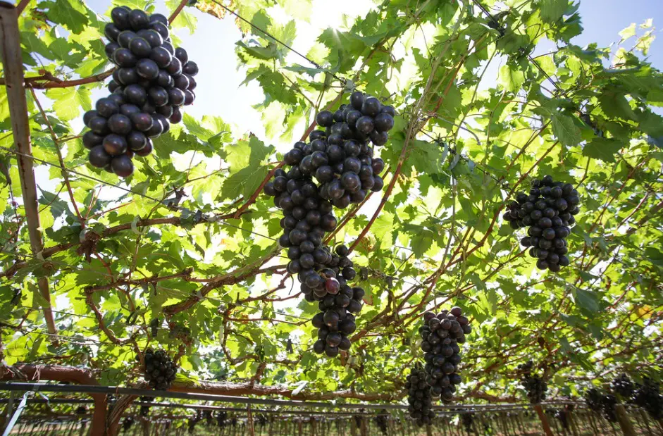 uva vinho são paulo 2