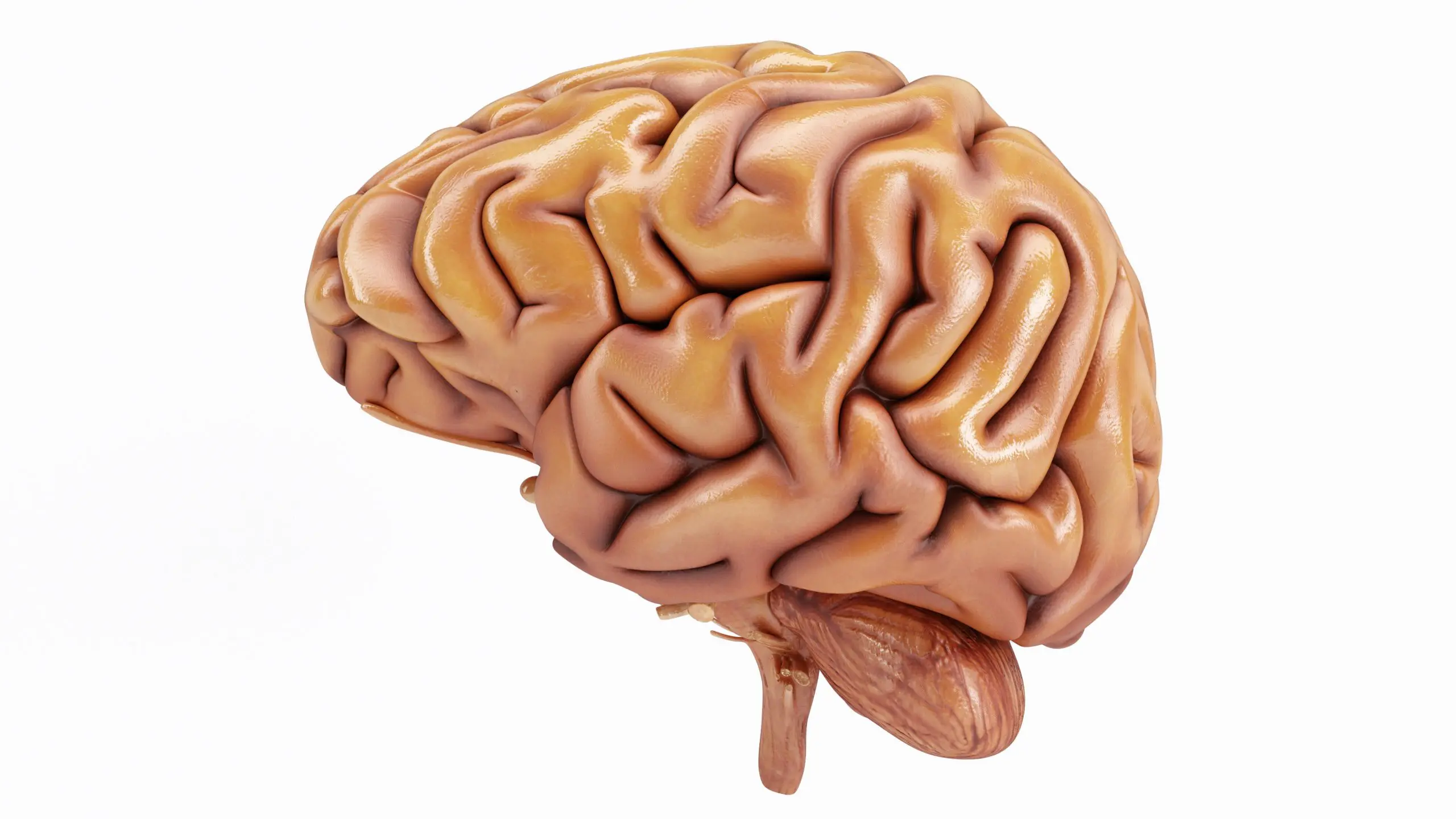 Melatonina cerebro