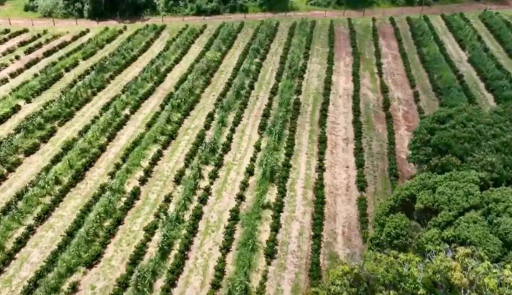 fazenda Ana Maria Braga