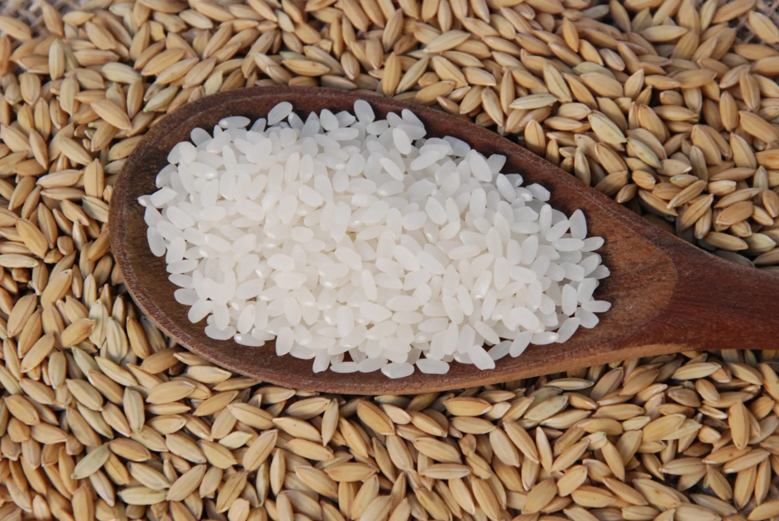 Imagem meramente ilustrativa de uma colher de pau com arroz; grão que é tema de artigo sobre intervencionismo estatal