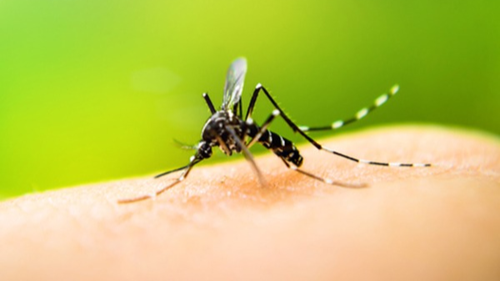 aedes aegypti