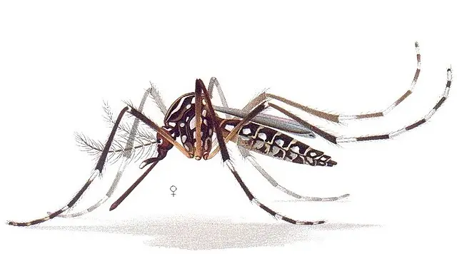 Aedes aegypti