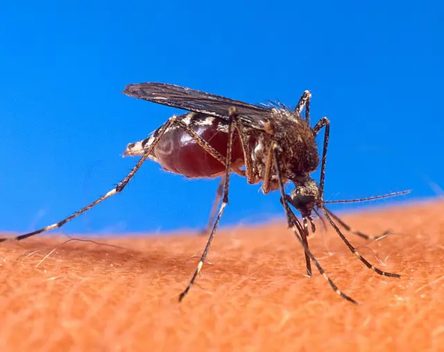O Ministério da Saúde estima que o número de casos de dengue no país possa chegar a até 5 milhões em 2024 | Foto: Reprodução/Wikimedia Commons