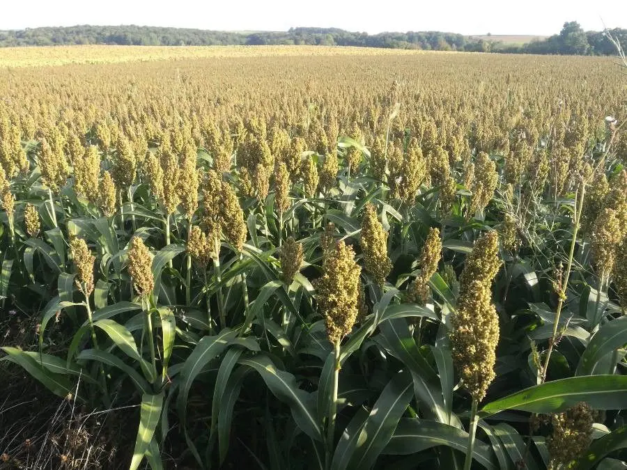 Sorgo | O Brasil é o oitavo maior produtor de sorgo | Foto: Reprodução/PlantNet Identify