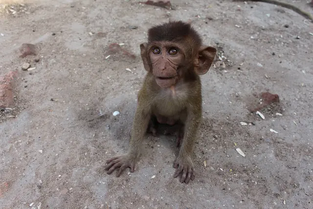 Macaco, Lopburi