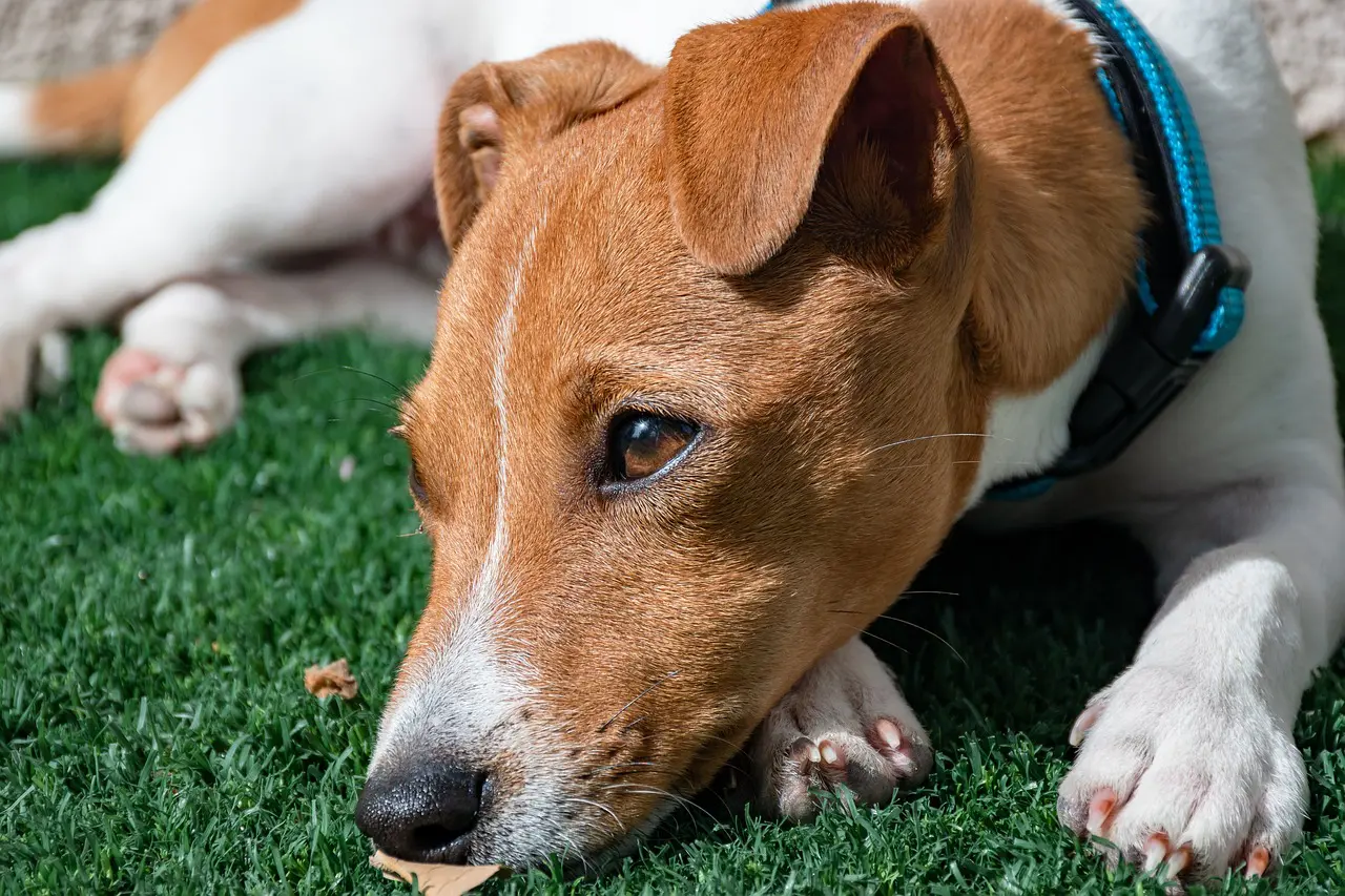 cachorros longevidade | Cachorro da raça <em>jack-russell-terrier</em> está entre as melhores posições de longevidade, segundo a pesquisa | Foto: Reprodução/Pixabay