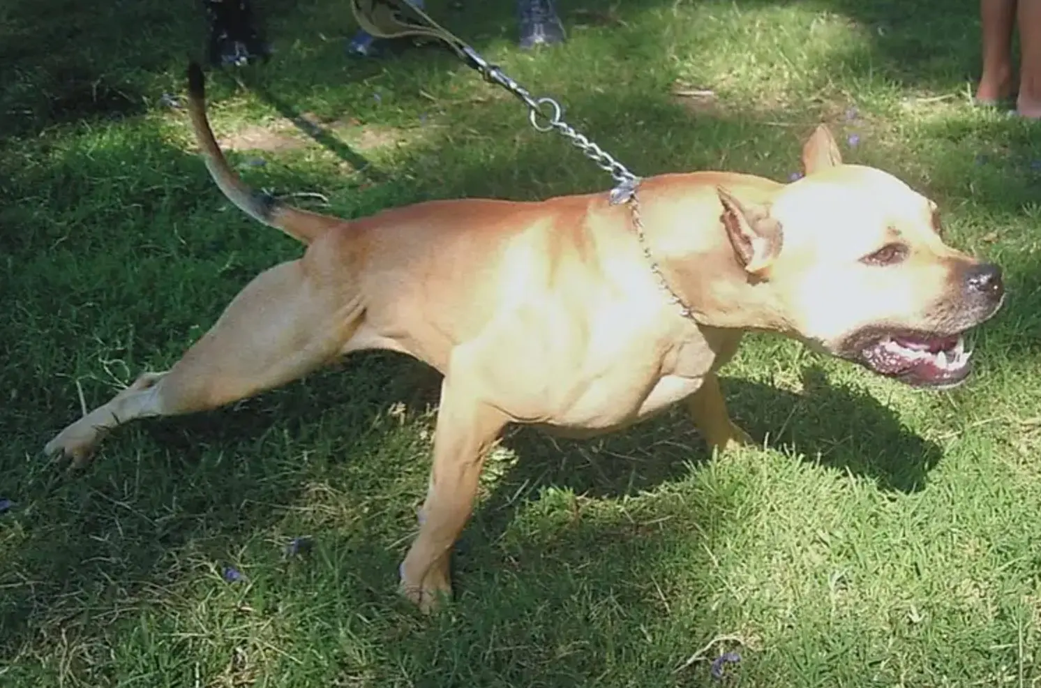 Advogado morre ao ser atacado por um pitbull em SP