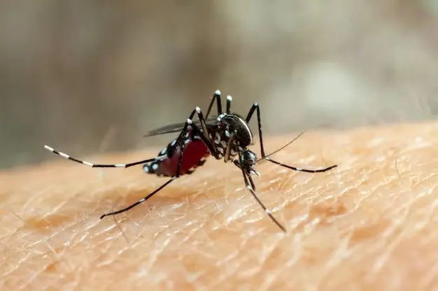 Mosquito da dengue