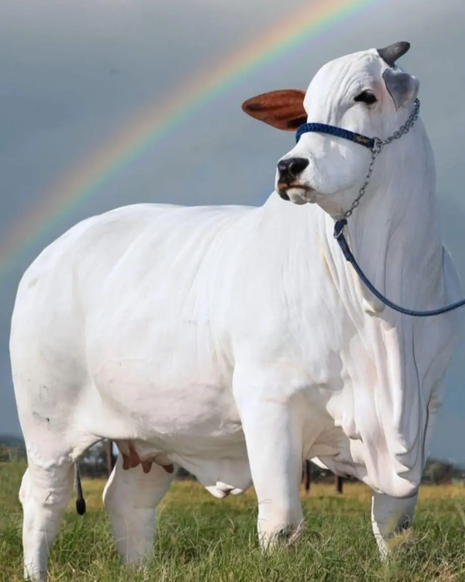 Vaca