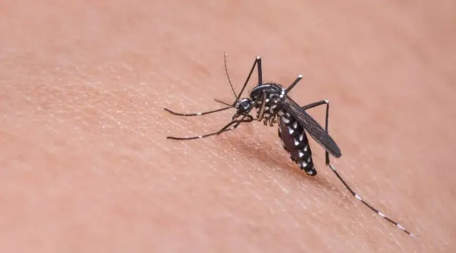 Aedes aegypti, o mosquito da dengue